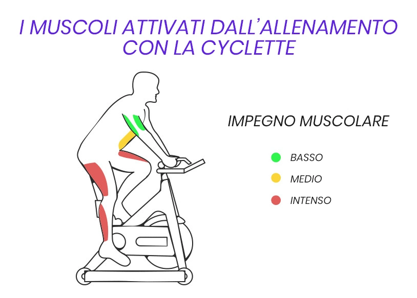 I muscoli attivati dall'allenamento con la cyclette